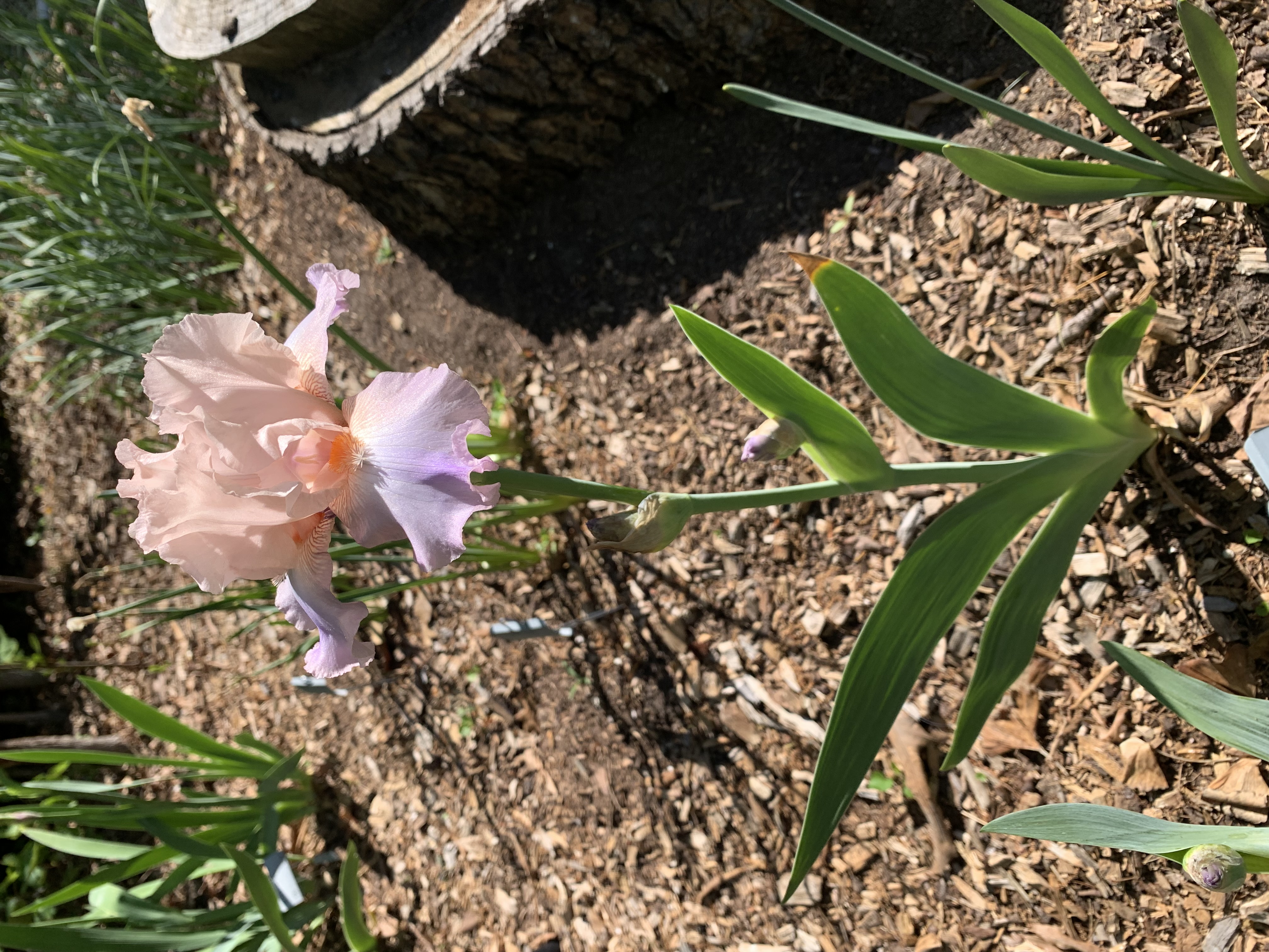 Celebration Song 1993 stalk