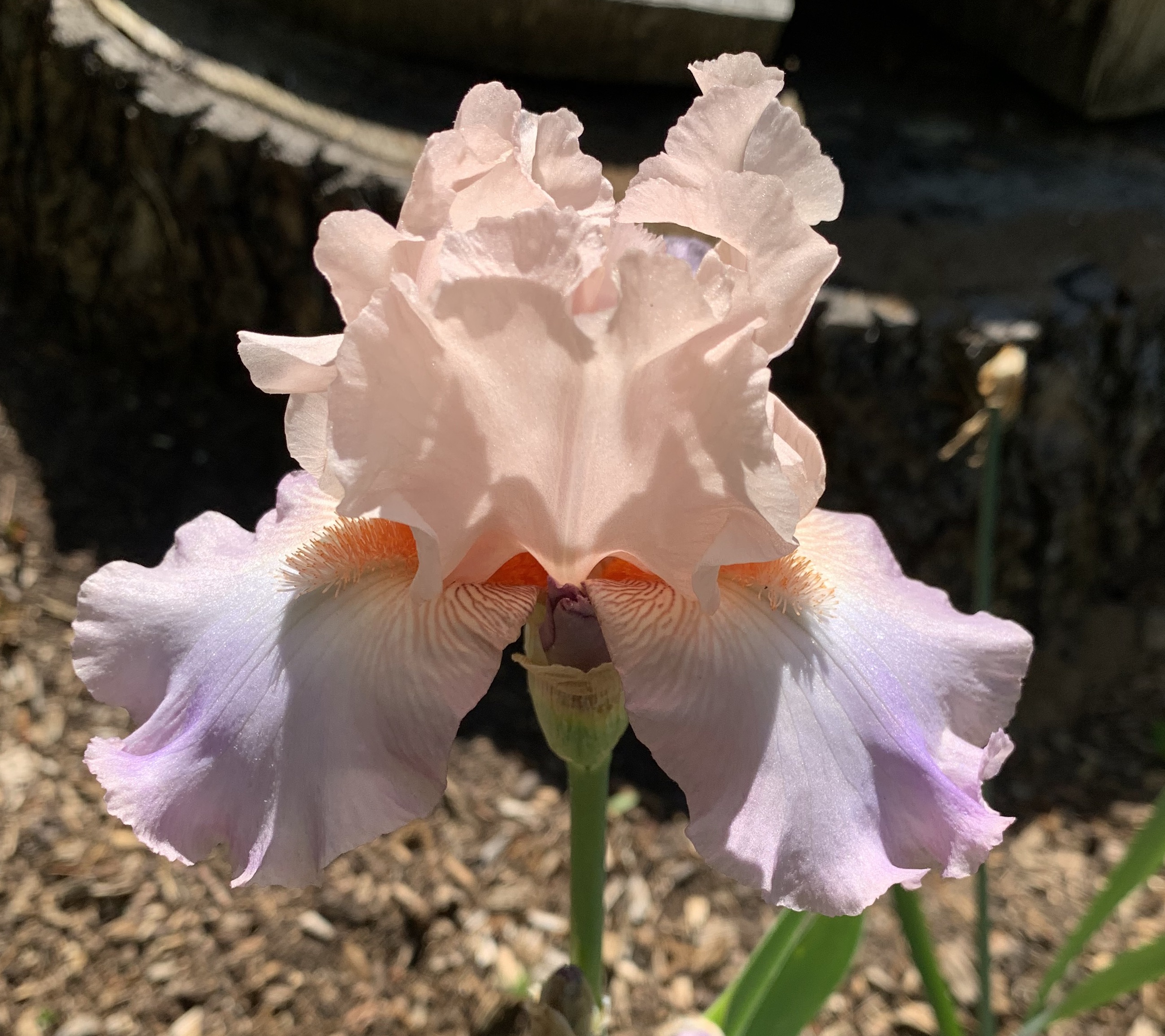 Celebration Song 1993