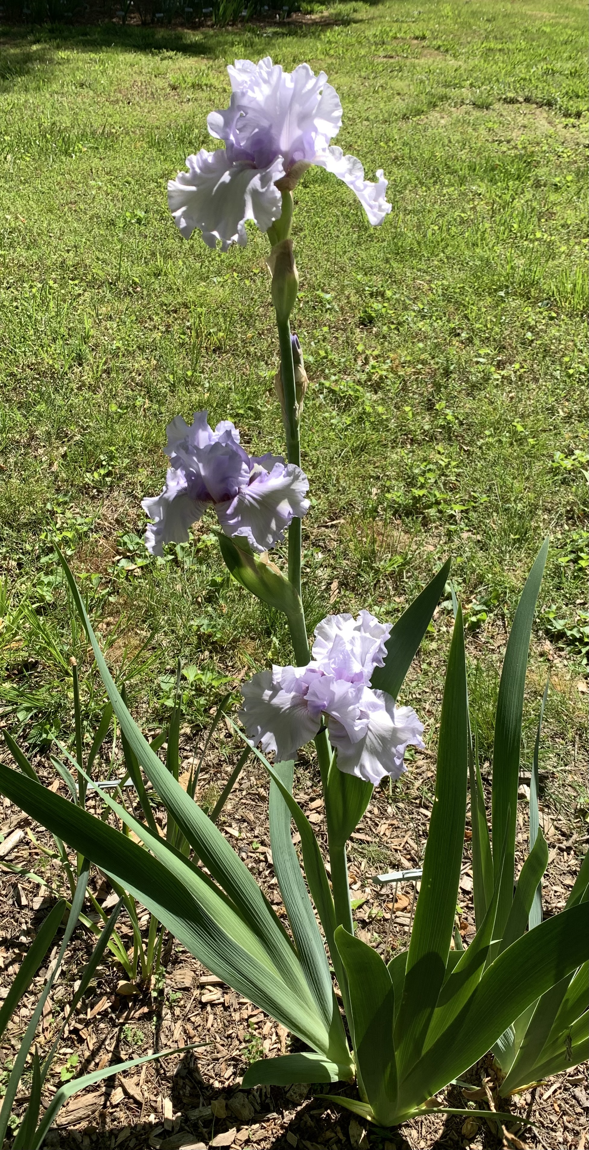 Silverado 1987 stalk