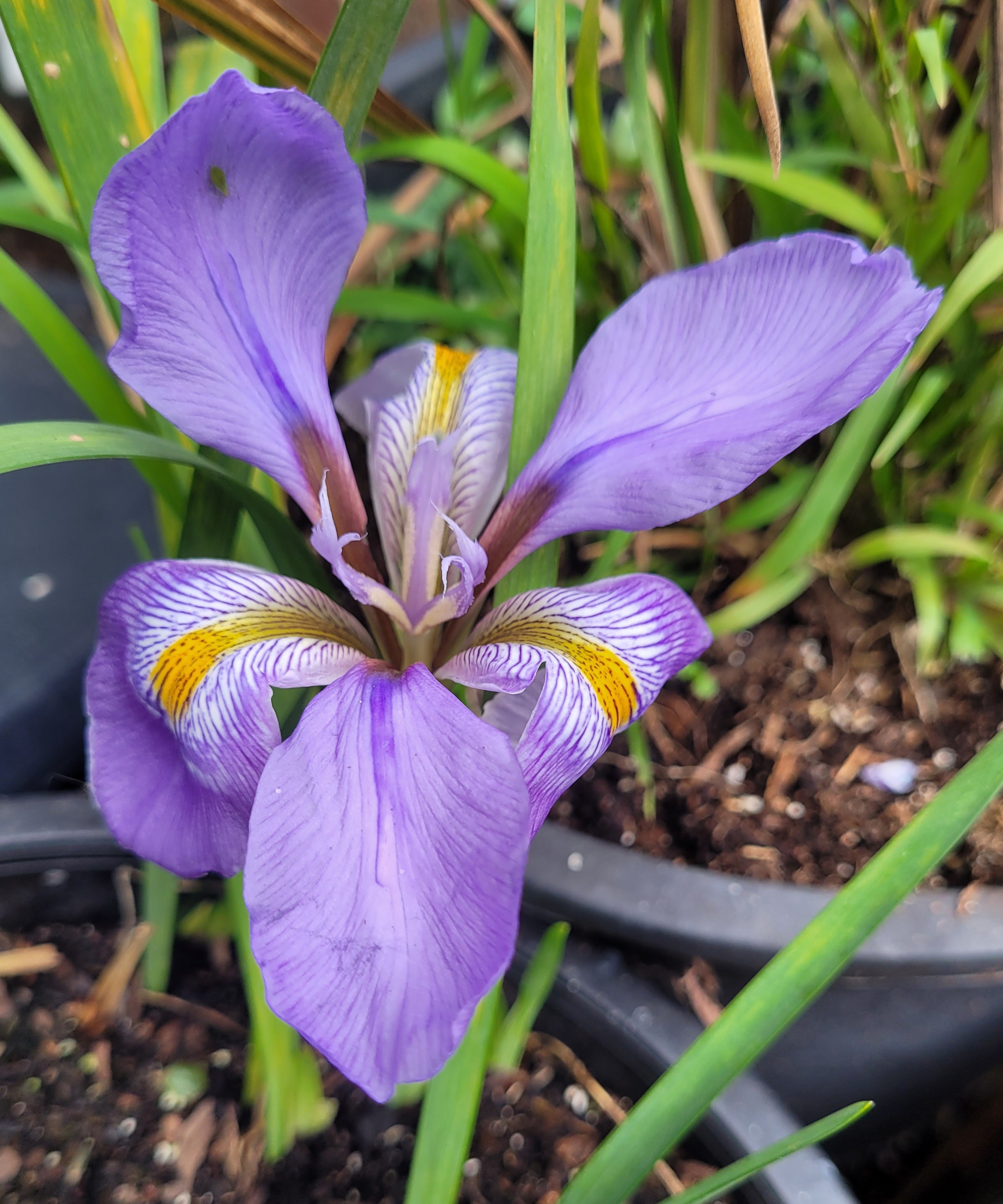 Iris unguicularis