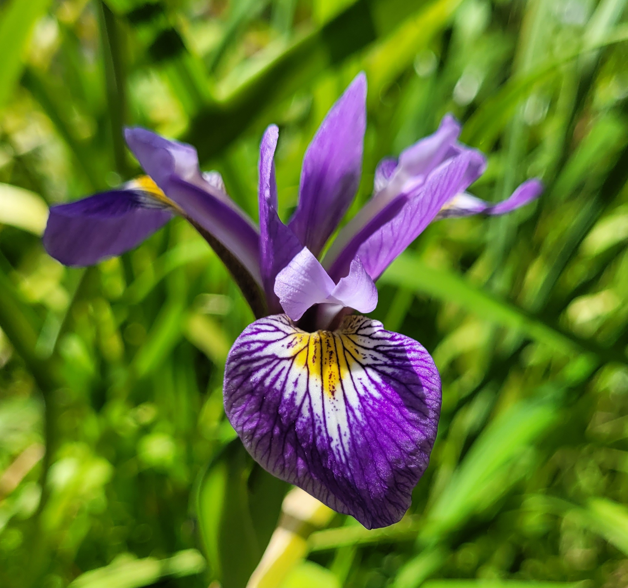 Iris x robusta