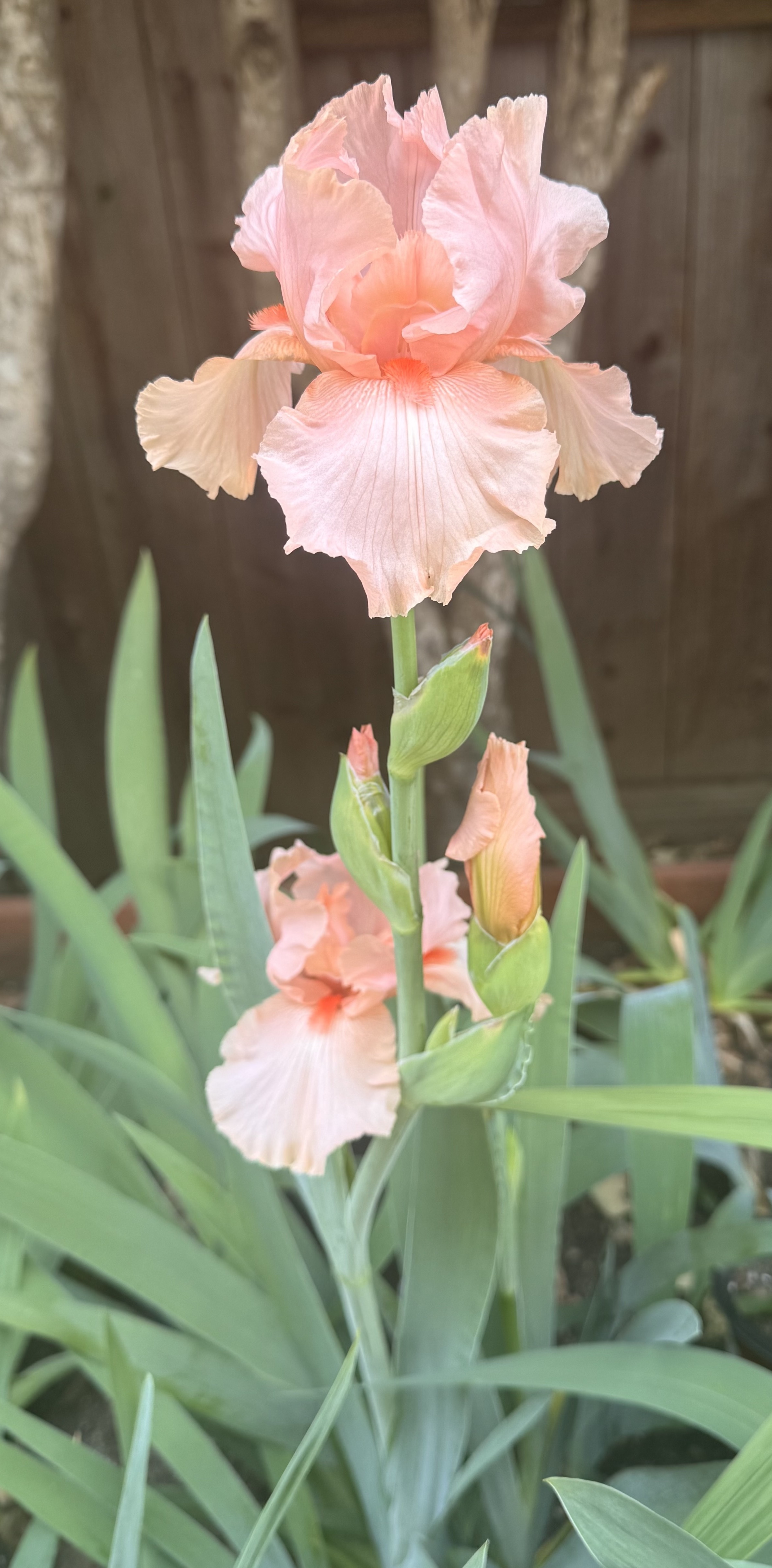 Beverly Sills 1979 stalk