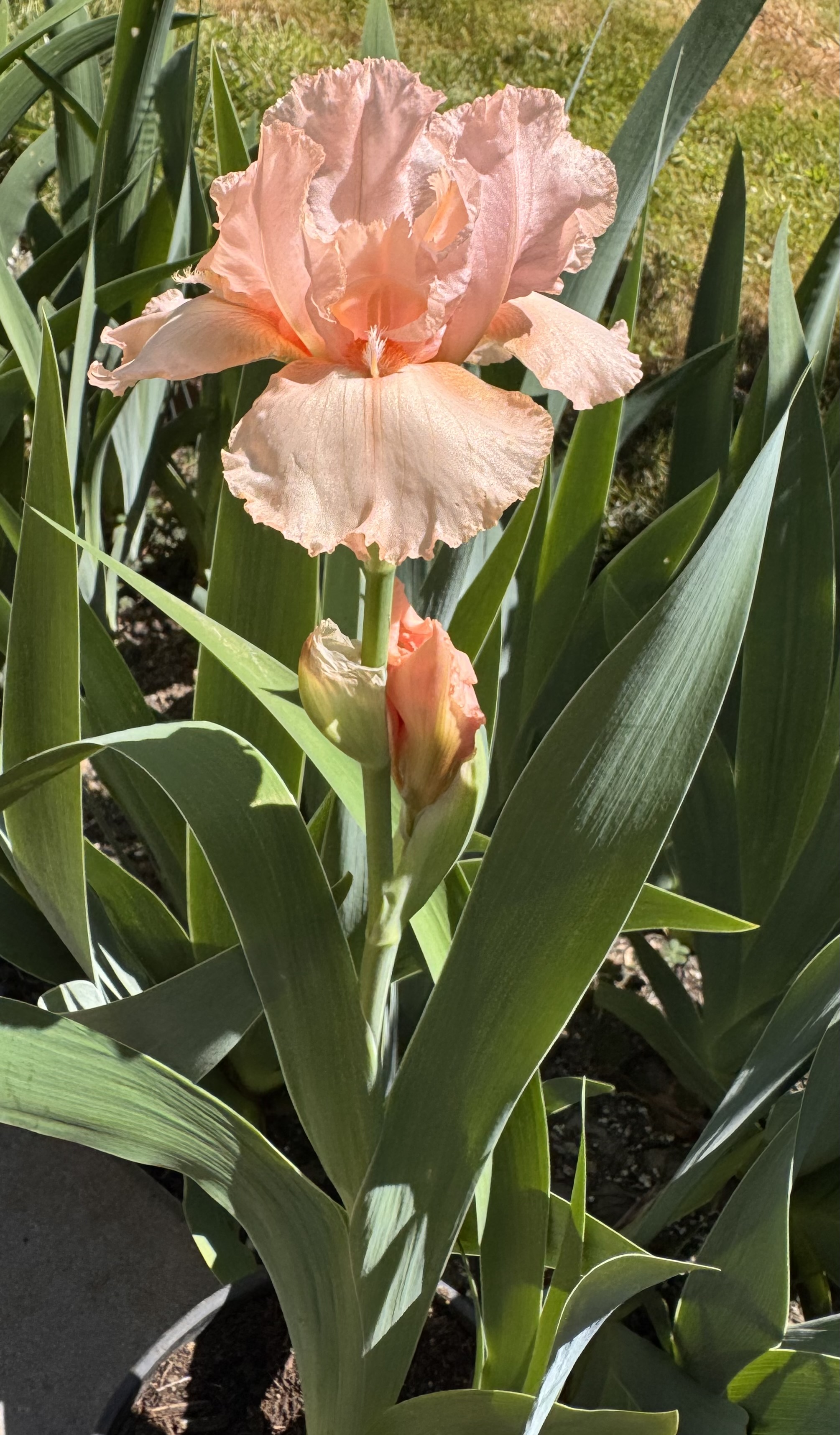 Coral Point stalk