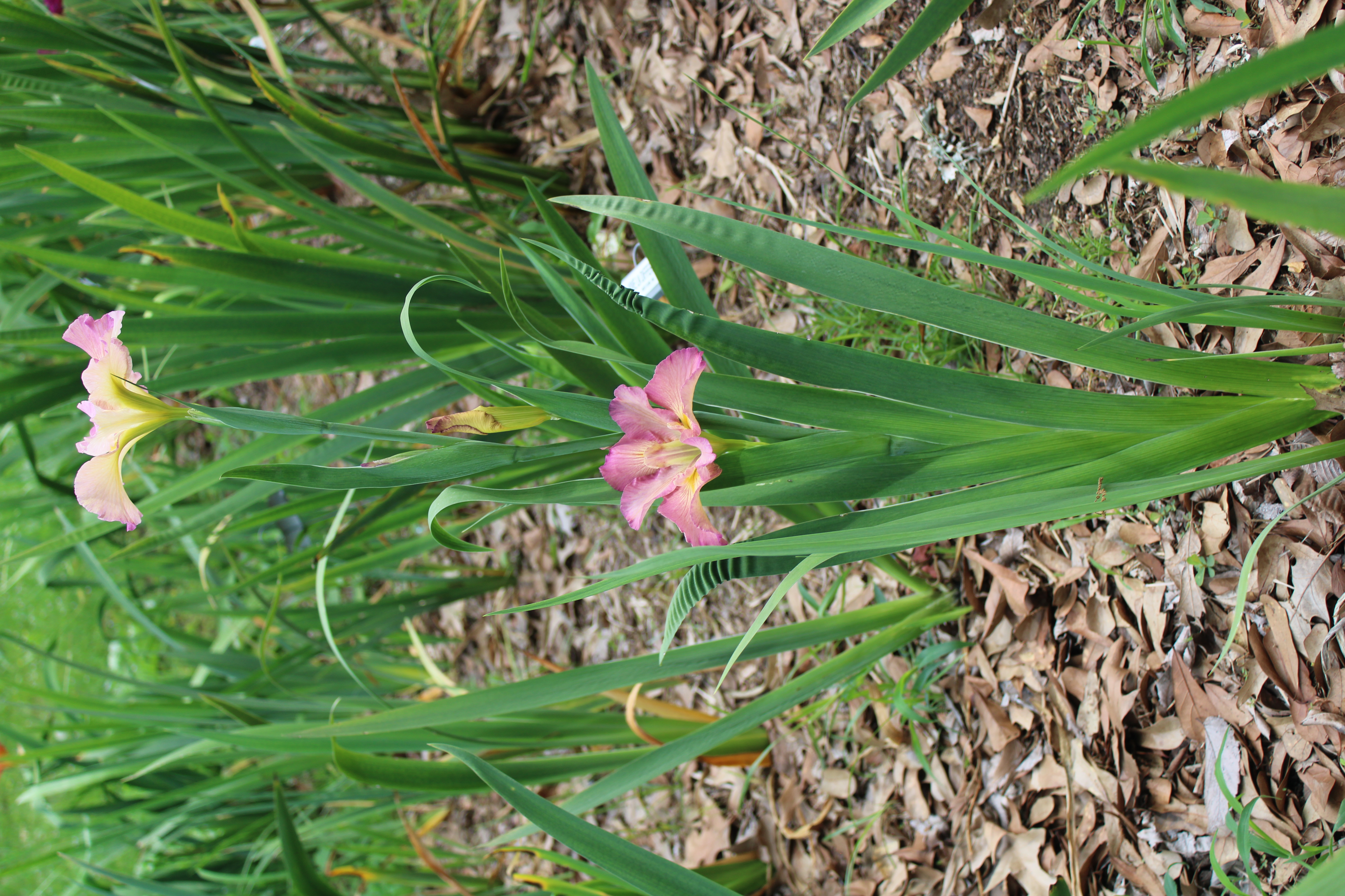 Pearl River Princess stalk
