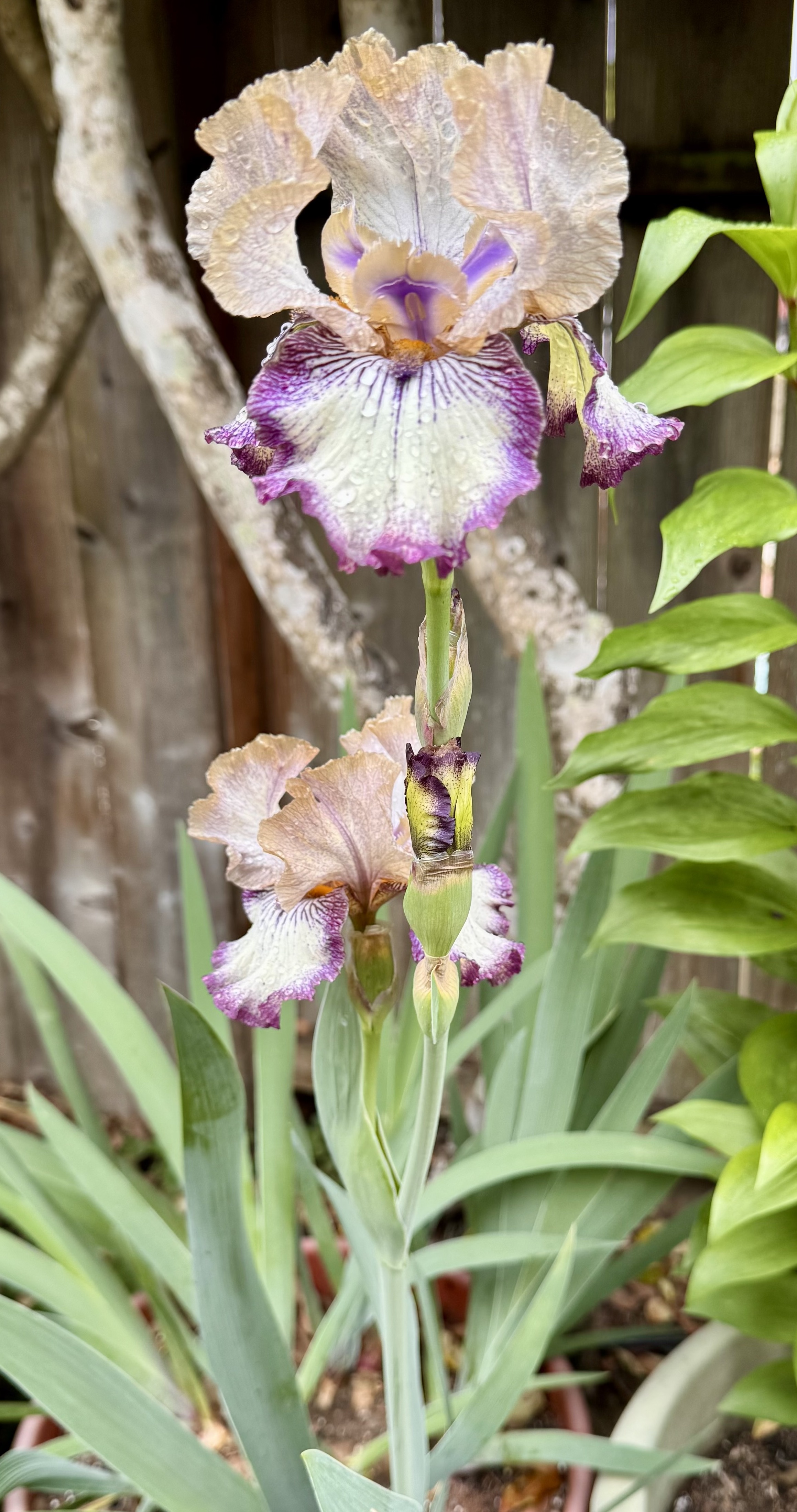 Renewal stalk