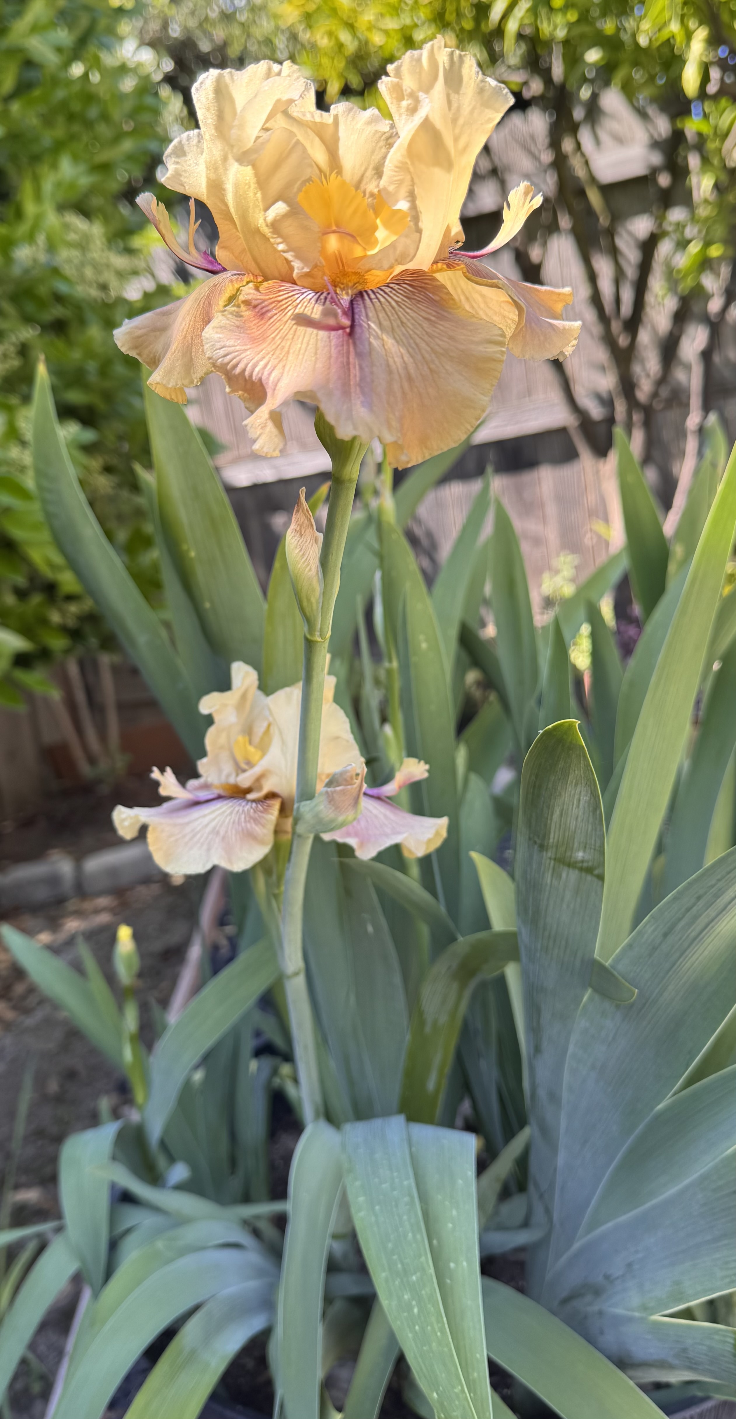 Thornbird stalk