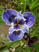pcn iris from Ryan Grisso